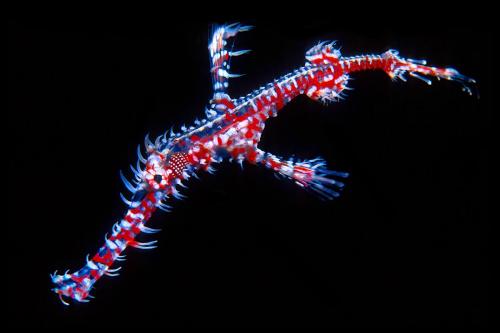 Ornate Ghost Pipefish